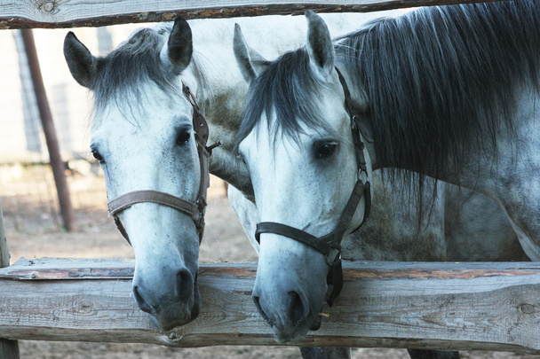 δύο άλογα - Φωτογραφία, εικόνα