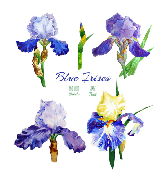 Blue irises. Watercolor flowers - Φωτογραφία, εικόνα