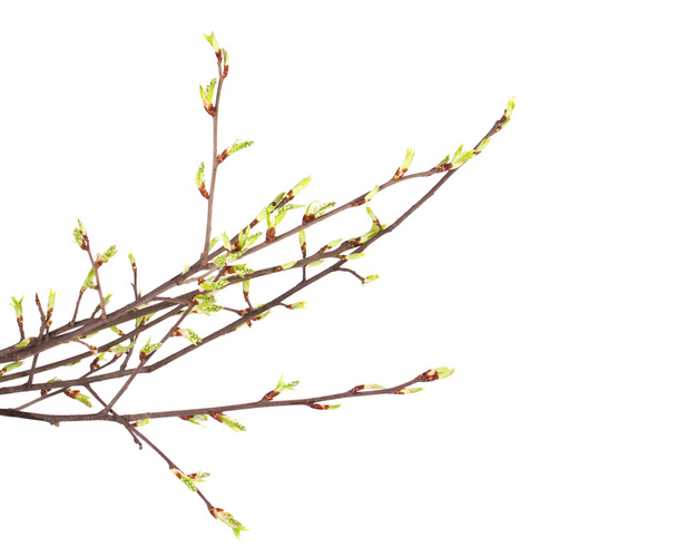 Spring branch of isolated - Photo, image