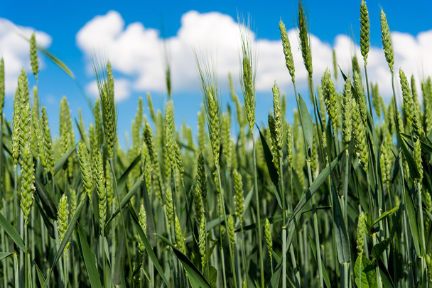 Naturaleza del trigo verde
 - Foto, imagen