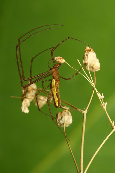 Καιρό jawed αράχνη σχετικά με το πράσινο φόντο και φύλλο - Φωτογραφία, εικόνα