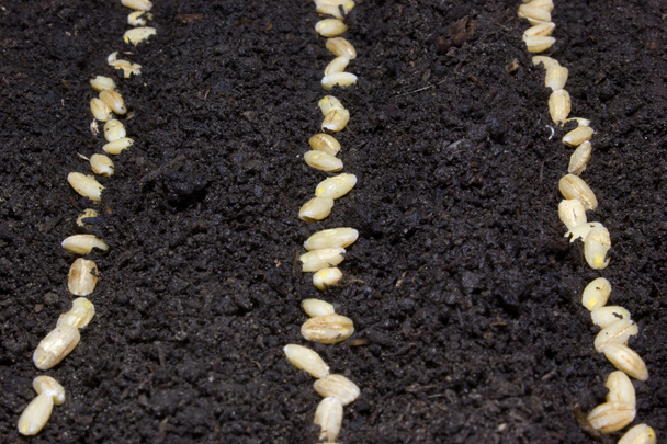 Las filas de semillas en el suelo. Plantar semillas
. - Foto, Imagen