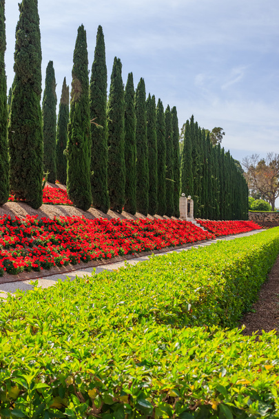 Decorative fence of green bushes, geraniums and rows of trees - Photo, Image