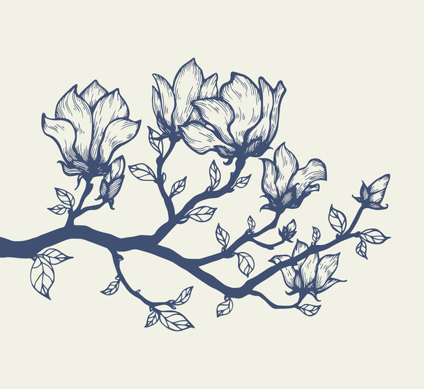 Beautiful outline magnolia brunch - Vector, Image