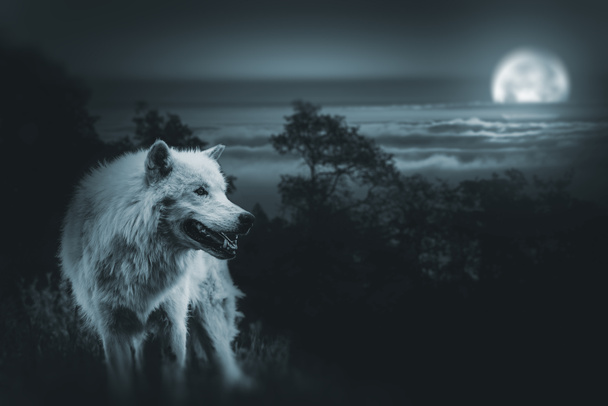 Księżyc w pełni do polowania na wilki - Zdjęcie, obraz