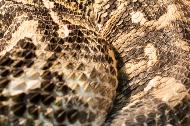 Φίδι στο terrarium - Γκαμπόν οχιά - Φωτογραφία, εικόνα
