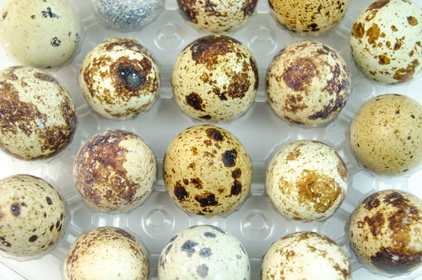 Spotted quail eggs - Zdjęcie, obraz