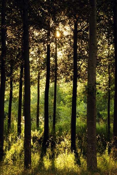 zonsondergang bij forest - Foto, afbeelding