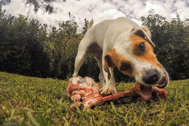 Jack Russell Terrier köpek büyük bir kemik çiğneme - Fotoğraf, Görsel