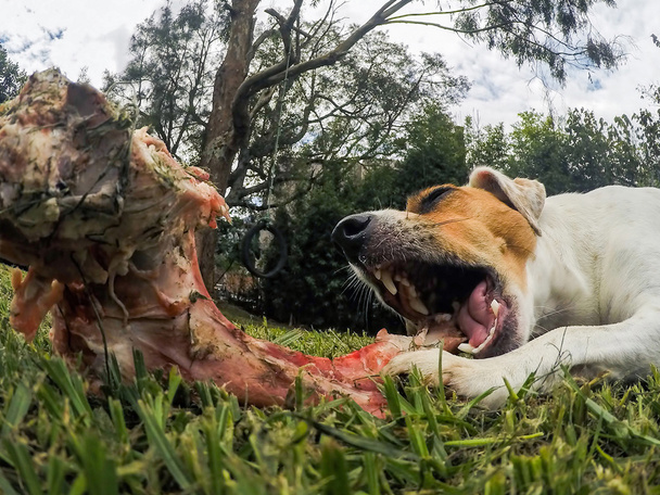 Close Up Of Small Jack Russell Terrier Chewing A Big Bone - Photo, Image