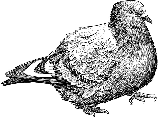 striding pigeon sketch - Vettoriali, immagini