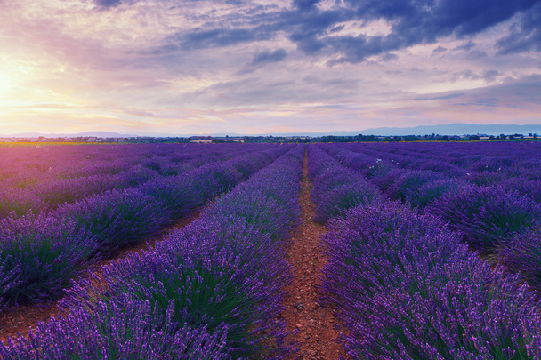 Hermosos colores campos de lavanda púrpura cerca de Valensole
 - Foto, Imagen