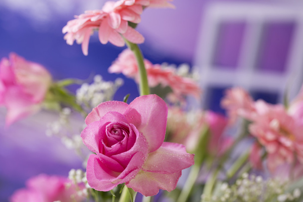 rózsaszín rózsa izolált - Fotó, kép