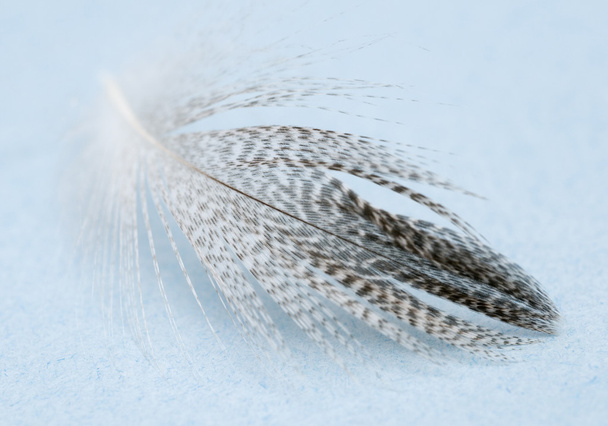 a bird feather - Photo, Image