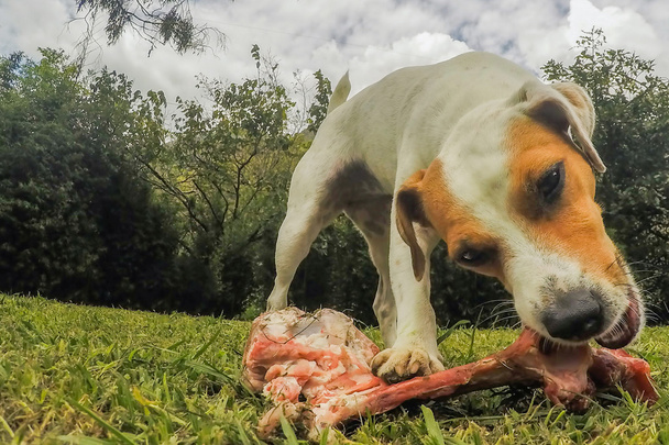 Jack Russell Terrier hond verlaten door zijn grote bot - Foto, afbeelding