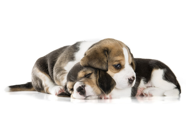 two beagle puppy isolated on white background - 写真・画像
