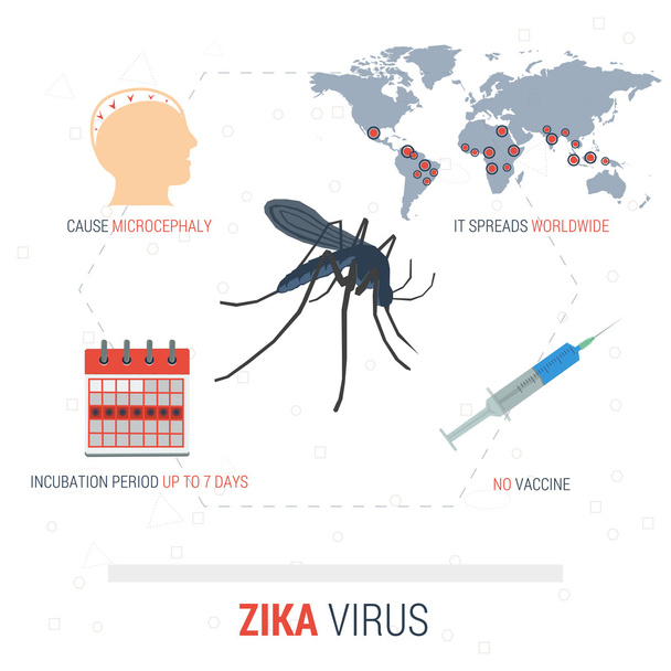 ジカ ウイルス インフォ グラフィック - 事実 - ベクター画像