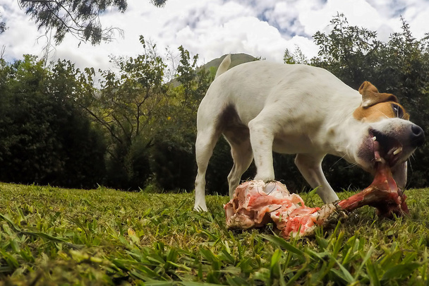 Jack Russell Terrier Dog mastigar um osso grande
 - Foto, Imagem