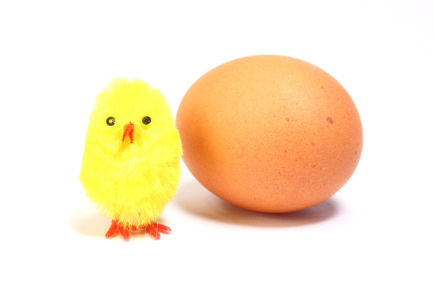 Pulcino e uova
 - Foto, immagini