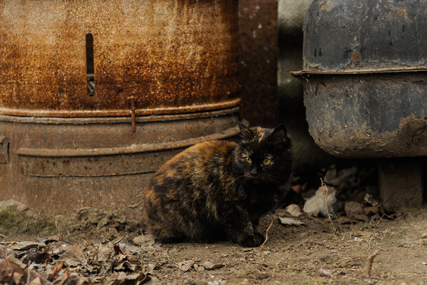 Sokakta oturan kaplumbağa kabuğu Torty kabarık kedi - Fotoğraf, Görsel