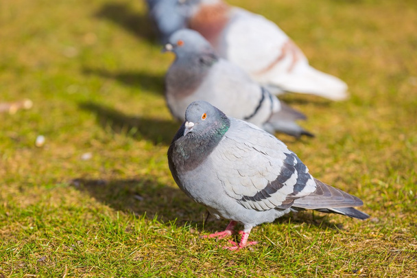 Pigeons in city park - Photo, Image