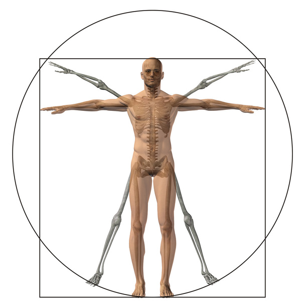 corpo anatomico proporzionale
 - Foto, immagini