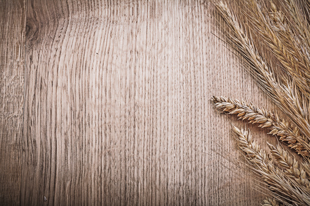Wheat and rye ears - Foto, immagini