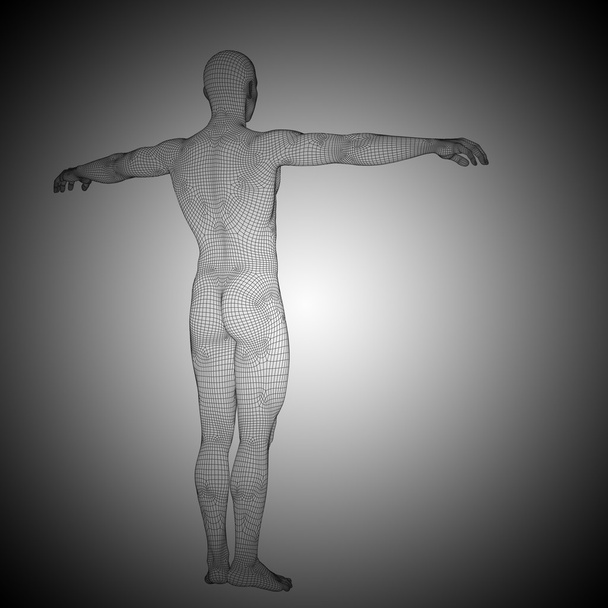 Wireframe anatomia masculina
 - Foto, Imagem