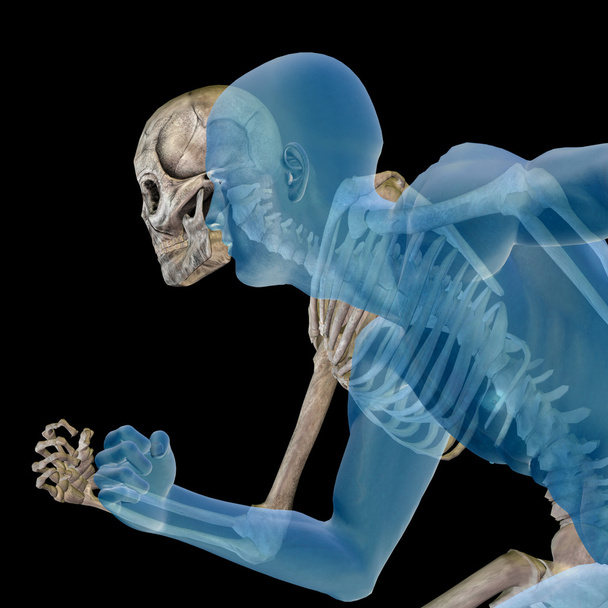 Lidské anatomie s kostmi - Fotografie, Obrázek