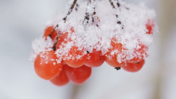 Bayas de Viburnum cubiertas de nieve en invierno
. - Imágenes, Vídeo