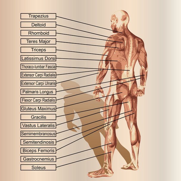 anatomía con músculos y texto
 - Vector, imagen