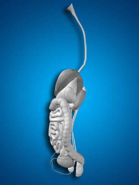 Sistema digestivo humano anatómico
 - Foto, Imagen