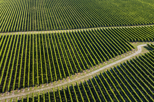 country road across vineyards  - Fotó, kép