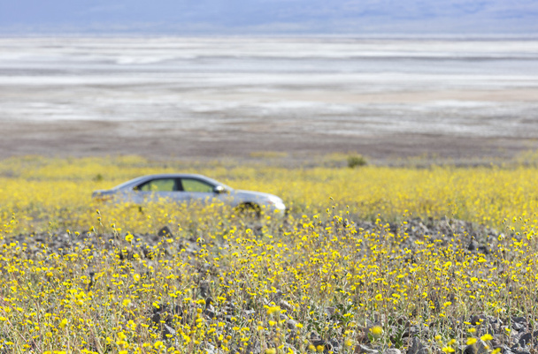 Super flor no Vale da Morte
 - Foto, Imagem