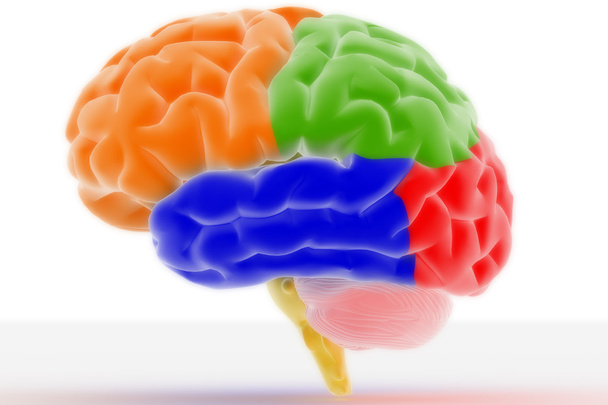 Cervello colorato
 - Foto, immagini