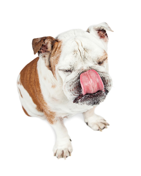 Bulldog met grappige expressie - Foto, afbeelding