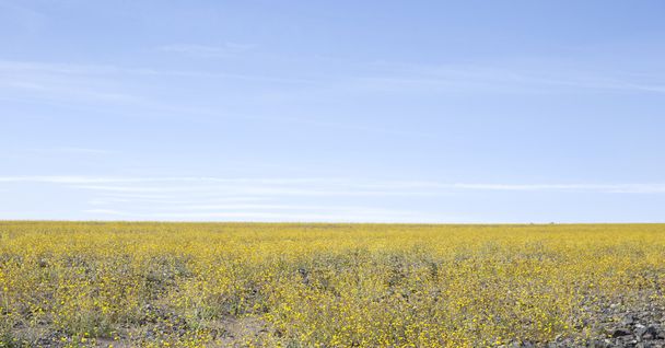 Супер цвітіння в долині смерті - Фото, зображення