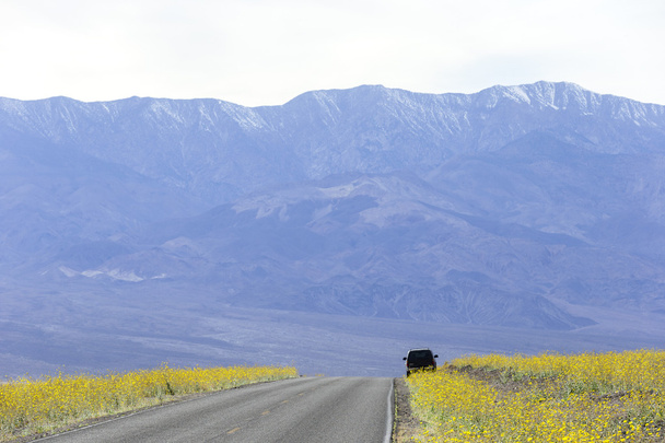 Szuper bloom, a Death Valley - Fotó, kép