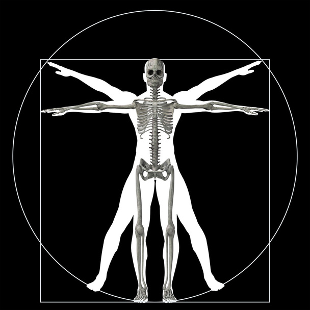 proporción anatomía cuerpo
 - Foto, imagen