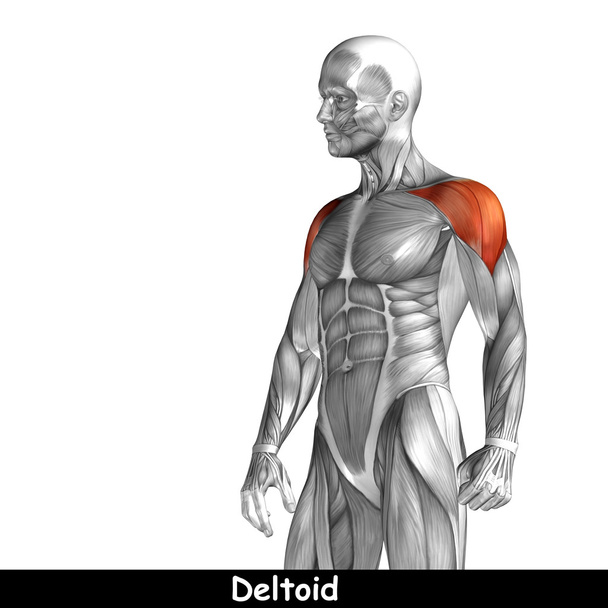 Anatomia humana do tórax
 - Foto, Imagem
