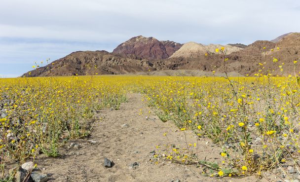 Szuper bloom, a Death Valley - Fotó, kép