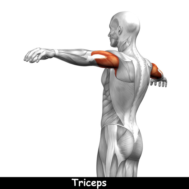 Triceps ihmisen anatomia
 - Valokuva, kuva