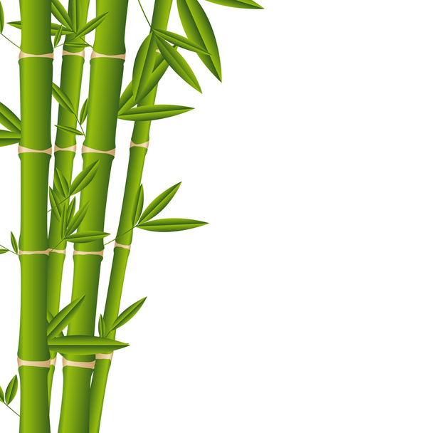 bamboo - Vector, Image