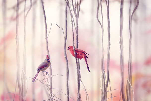  Northern Cardinal Birds - Фото, изображение