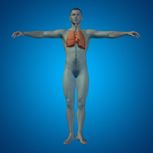 Анатомічна дихальна система людини
 - Фото, зображення