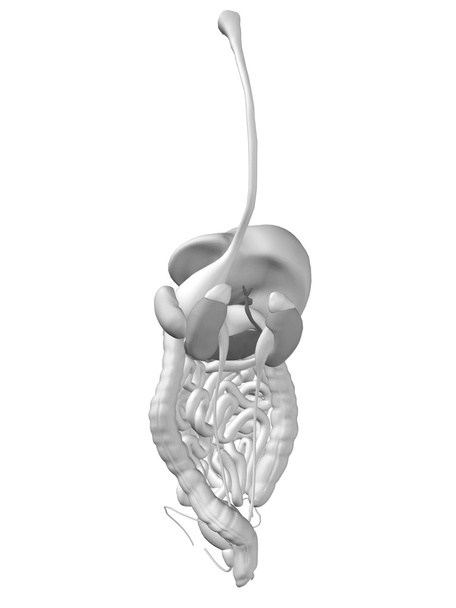 Anatómiai emberi emésztőrendszer - Fotó, kép