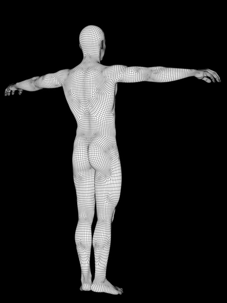 anatomía masculina hecha de blanco
 - Foto, Imagen