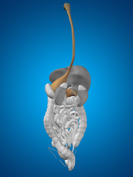 menselijke anatomie maag orgel - Foto, afbeelding