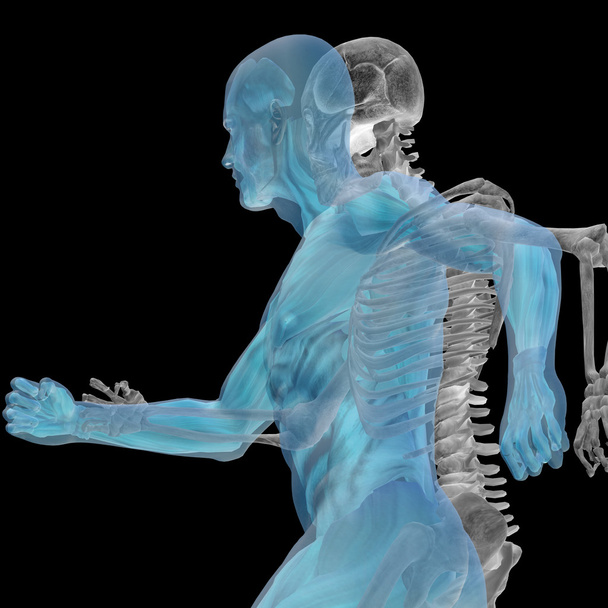 Anatomía humana con huesos
 - Foto, imagen
