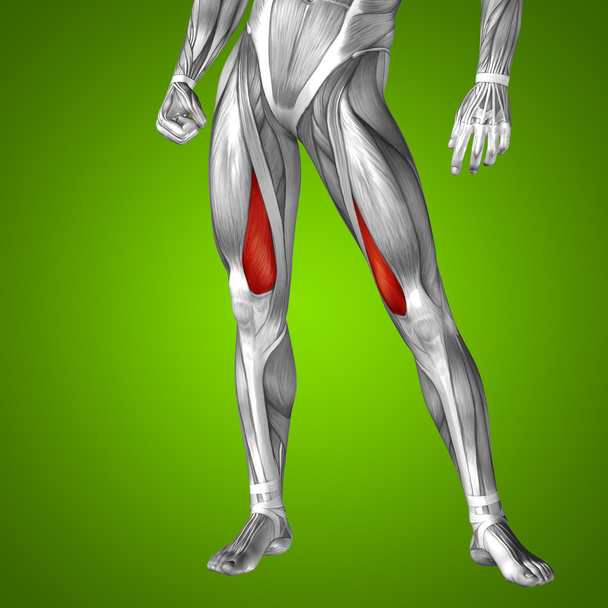 верхній частині ніг Анатомія
 - Фото, зображення